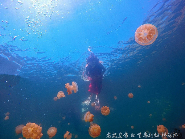 帕劳海底世界完整视频,帕劳潜水遇到的海底生物