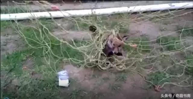 男子帮助被困狐狸,男子帮助被困狐狸报恩