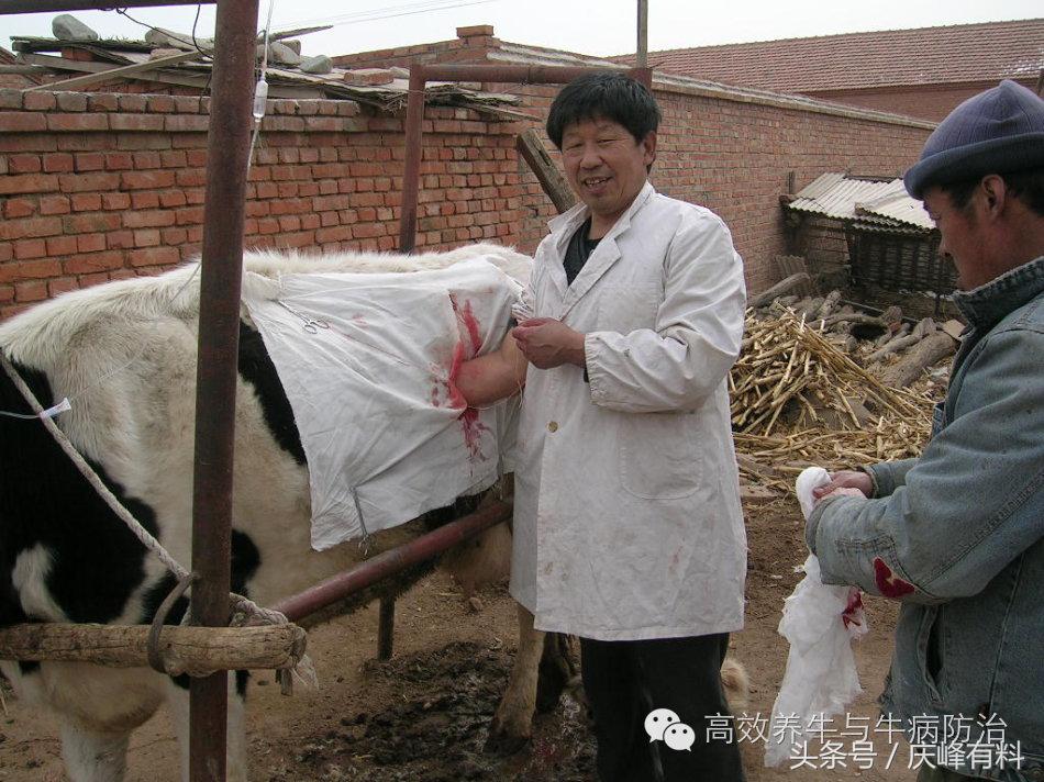 奶牛真胃扩张的症状治疗方法,奶牛皱胃左方变位治疗方法