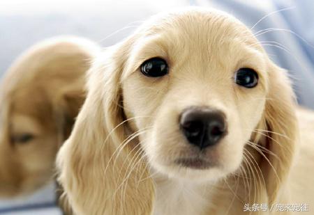 狗狗与人的年龄对比图,狗狗和人的年龄怎么换算