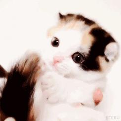 无聊买了一条哈士奇感觉好傻,哈士奇为什么这么像驴呢