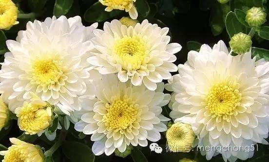 对猫咪有毒的植物有哪些？猫咪误食毒性植物怎么办？