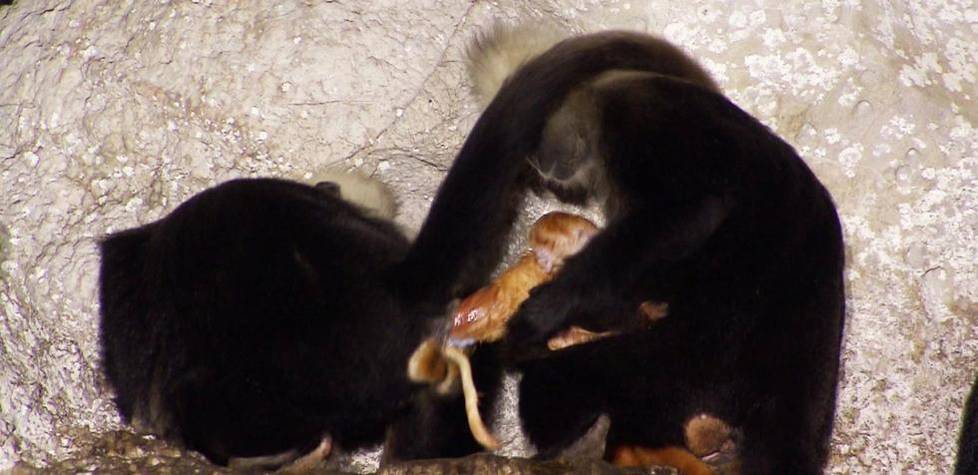 小猴得了牙髓炎，母猴抓些湿泥涂在小猴脸上和嘴里，没想到病好了