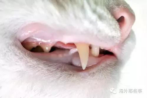 被猫咪咬伤的症状有哪些,被猫咪咬伤后怎么处理是正确的