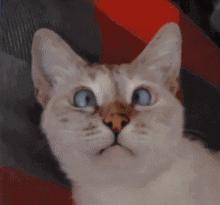 自测宝宝是不是“斗鸡眼”!爹妈别再瞎操心了哈~