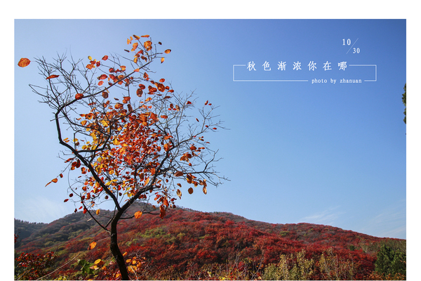 冬游红叶谷,看万山红遍层林尽染全文