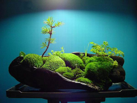 把苔藓做成艺术品,苔藓微盆景用装饰石