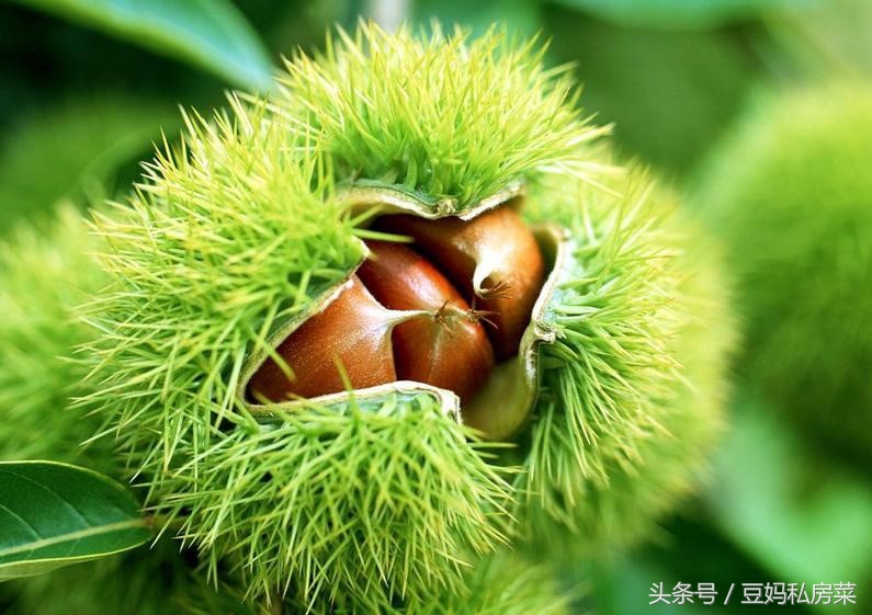 如何剥栗子剥出完整的栗子肉,如何剥栗子剥得好又快