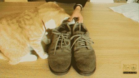 净鞋宝哪个牌子好,净鞋宝真的有效吗