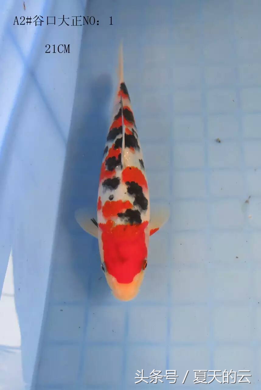 水泥池养鱼要怎么脱碱,水泥池脱碱后多久可以养鱼