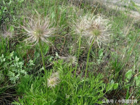 路边杂草清热解毒,田间杂草药用