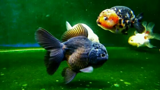 如何挑选金鱼,购买金鱼怎么挑选