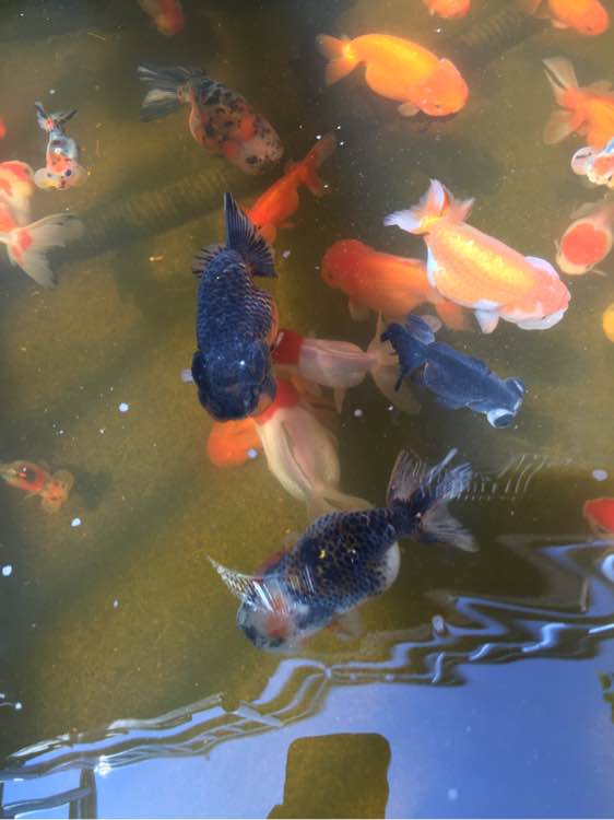 如何挑选金鱼,购买金鱼怎么挑选