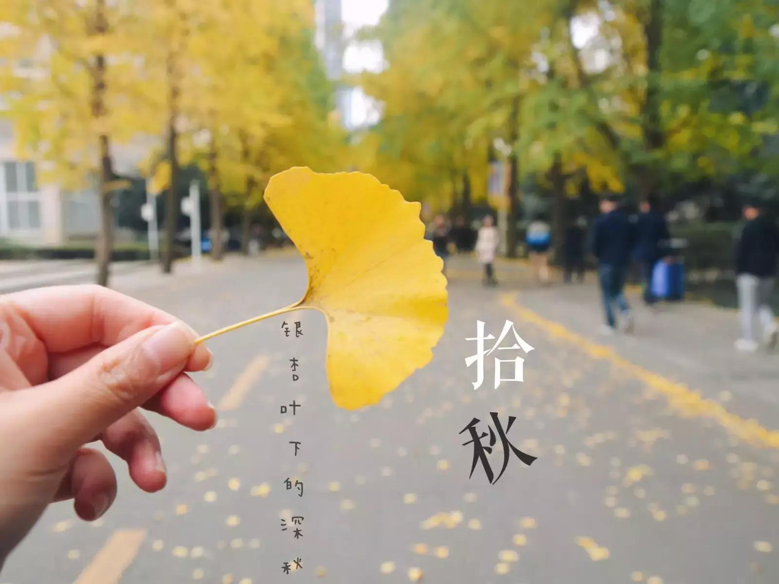 全国十大最美银杏大学,全国最美银杏大学