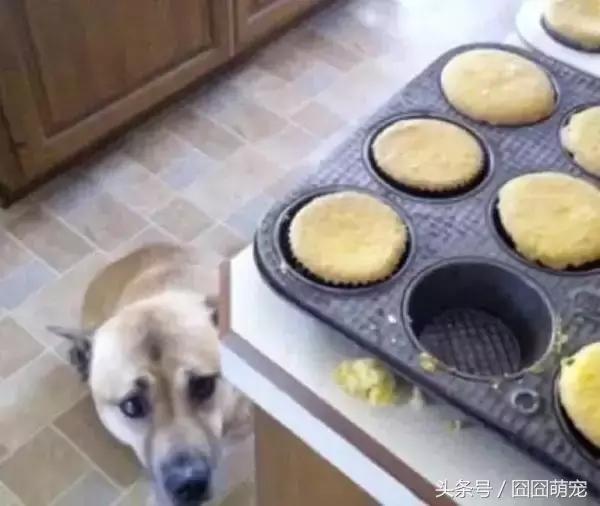 炖狗肉怎么做又香又好吃的视频,炖狗肉放什么料最好吃