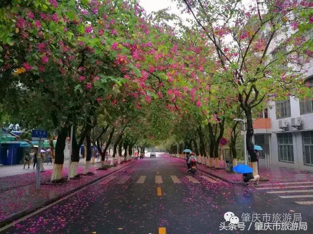 西大下了一场雨,美翻了整个肇庆!