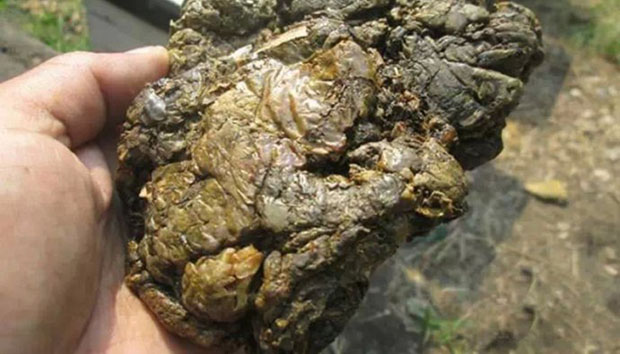 国外进口蜂胶的用法,蜂胶在日本现代医学被称为什么