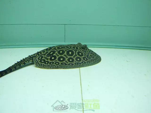 魟鱼是冷血动物吗？看完你就明白