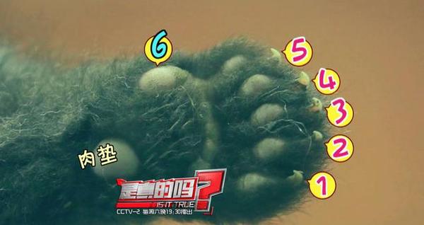 大熊猫第六个手指,大熊猫前手有几个手指