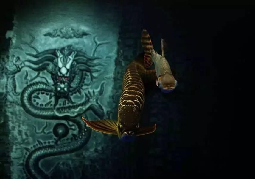 我爱龙鱼，为之疯狂