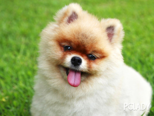 狗狗身体两侧对称脱毛,狗狗脱毛怎么清理干净