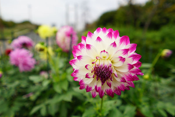 索尼fe24mmf2.8二手,索尼正式发布fe24-70mmf2