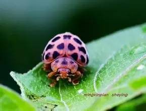 哪些瓢虫是害虫和益虫,19星瓢虫是害虫还是益虫