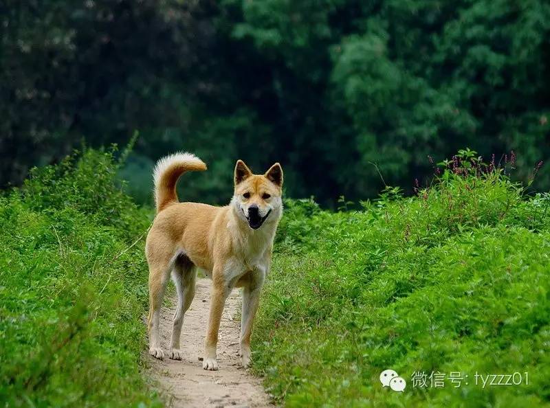 严敬：我认识的狗|天涯·新刊