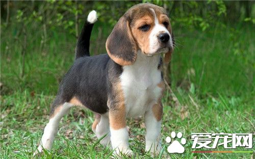 小时候的比格犬和长大后的比格犬,比格犬好养吗性格怎么样