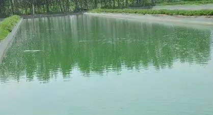 海水养殖罗非鱼养殖新模式,红罗非鱼的养殖方法和注意事项