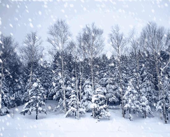 「诗词鉴赏」倾城一夜雪万物皆覆白