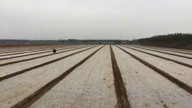 农民请注意：史上最冷冬天来了，大蒜如何更抗冻？