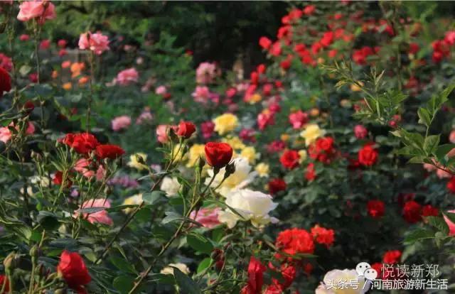 巩义吵架的视频,巩义吵架