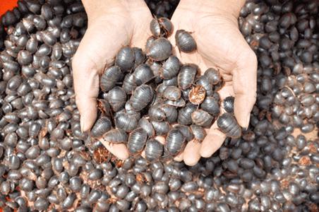 治中风偏瘫半身不遂的中草药,山羊中风的治疗方法