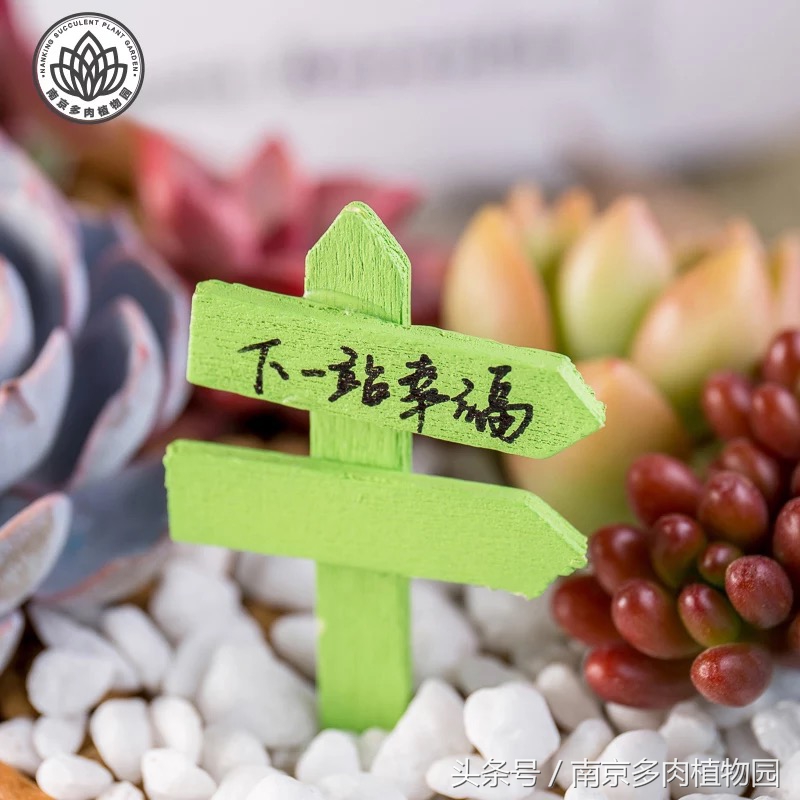 乐高积木成人款植物多肉,小玩具乐高