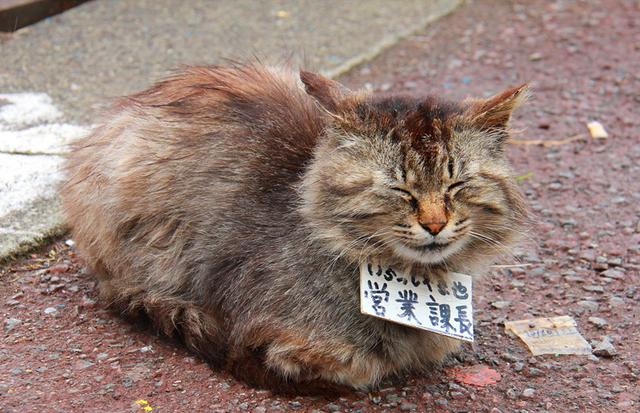 冷冻活鱼是不是太残忍,日本溜冰场冻活鱼