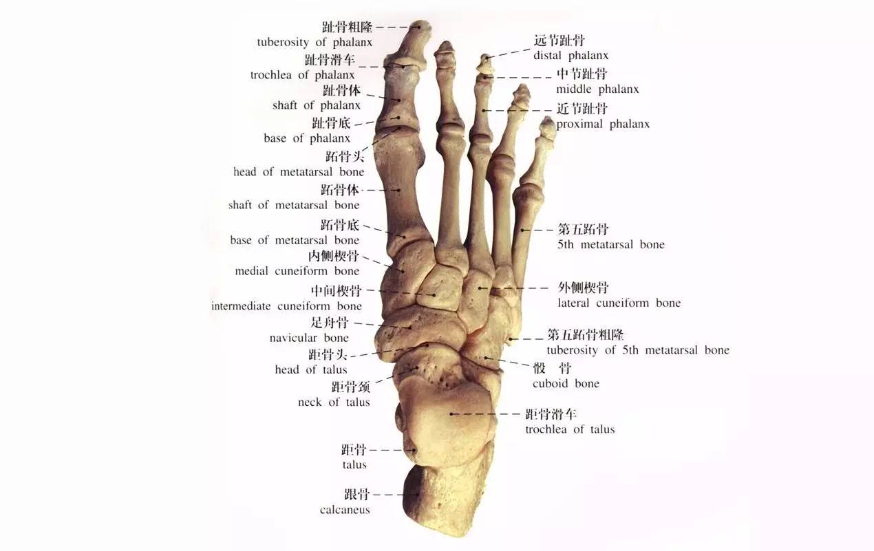 脚告诉你的11件事