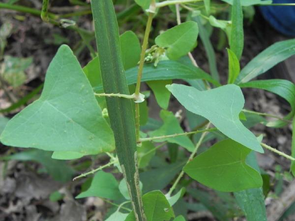 田间哪种野草治蛇毒,治疗蛇毒的草北方