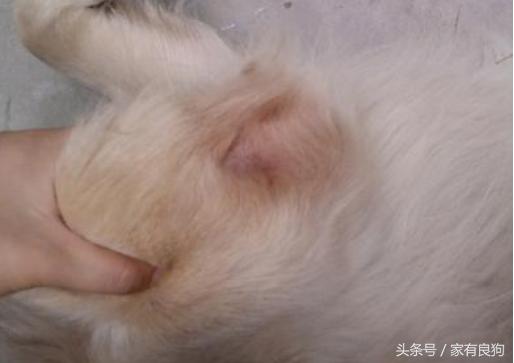 爱犬总掉毛怎么办,宠物狗脚趾间发红发肿怎么回事