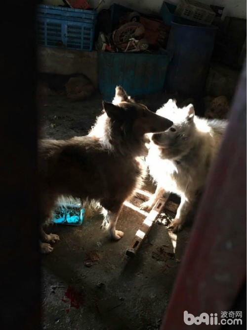 土狗丢弃在菜市场能存活几天,宠物市场救流浪狗