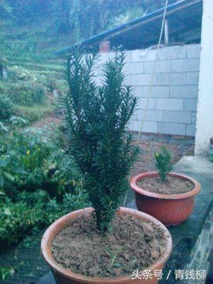 红豆杉品种曼地亚,曼地亚红豆杉叶子