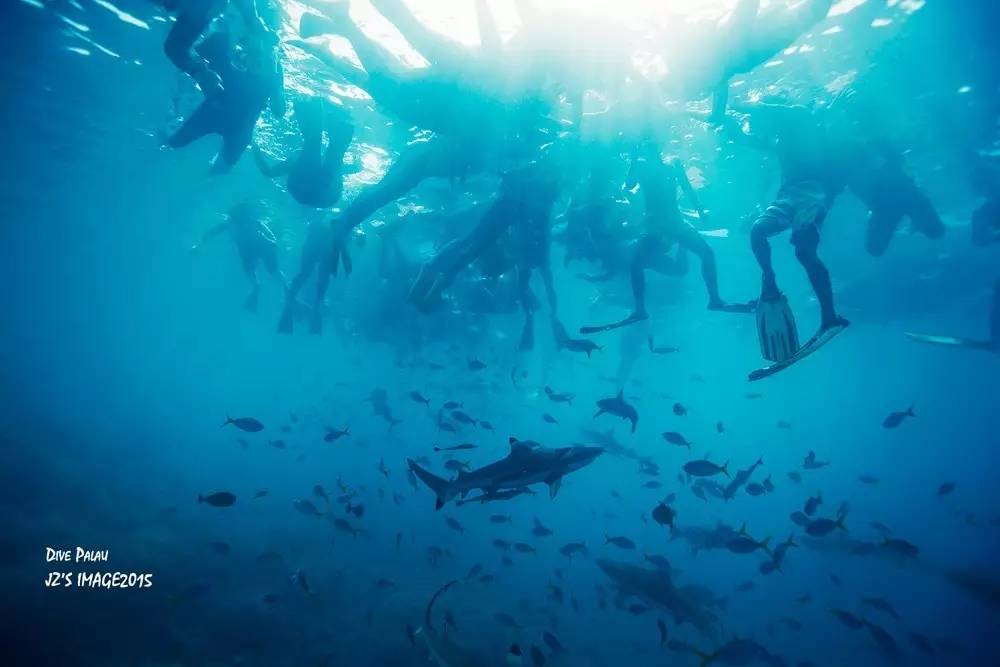 帕劳上帝水族馆介绍,帕劳上帝水族馆攻略