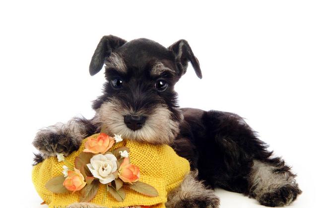 淮南萌宠雪纳瑞,家有萌宠雪纳瑞