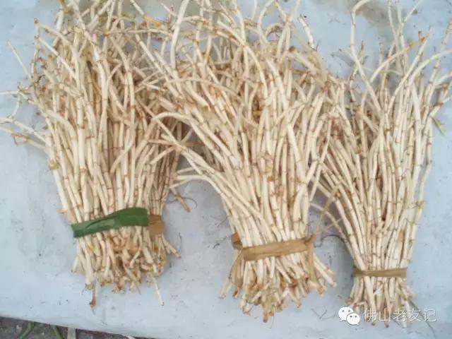 佛山农村随处可见的鱼腥草，功效强大，可惜没几人知道！