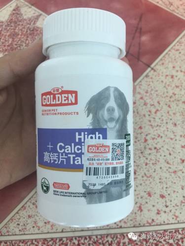 金毛从成年开始养,金毛养成