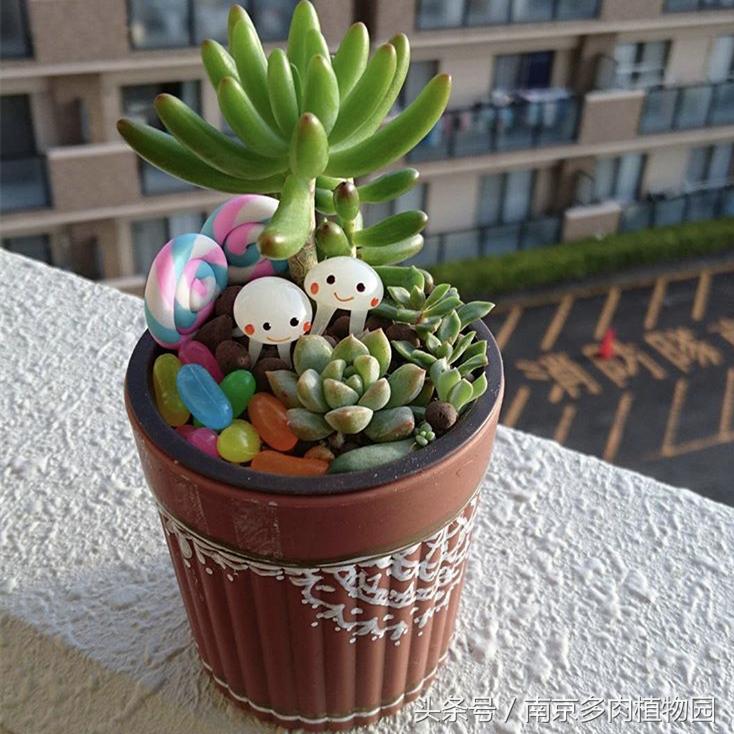 乐高积木成人款植物多肉,小玩具乐高