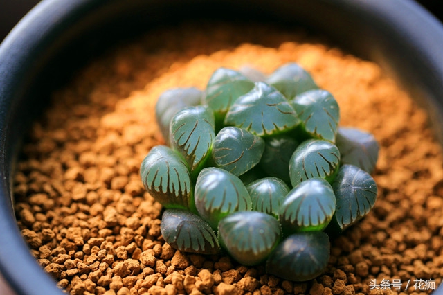 小叶冰灯玉露是冰灯玉露吗,冰灯玉露与雪花冰灯玉露