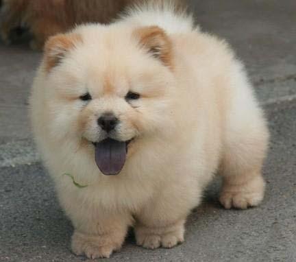 萌宠类简介,萌宠成长系列松狮犬