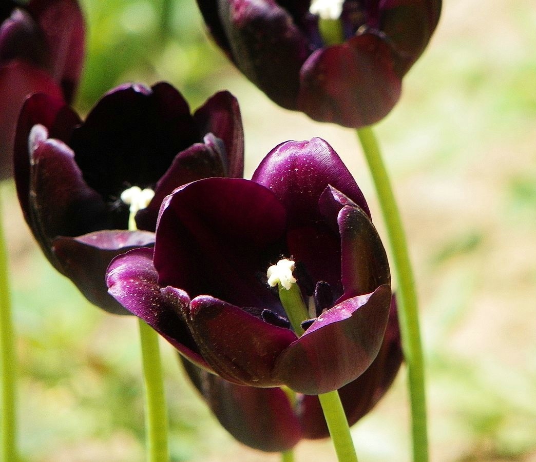 闃冲厜涓嬩簲棰滃叚鑹查儊閲戦鍥剧墖澶у叏,鏂囪壓娓呮柊鐨勯儊閲戦鍥剧墖澶у叏