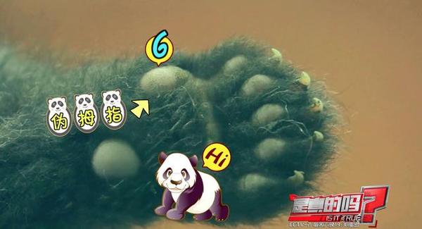 大熊猫前爪有多少个手指,大熊猫右手是否有六只手指